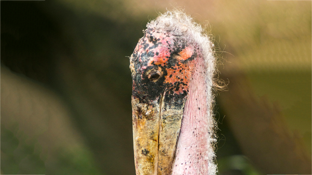 Illustration for article titled This Stork Is Very Ugly, But It Seems Sick So Let’s Go Wild For It Before It Dies
